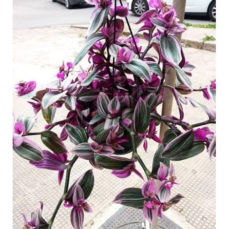 2 cuttings - Tradescantia nanouk - Wandering jew pink