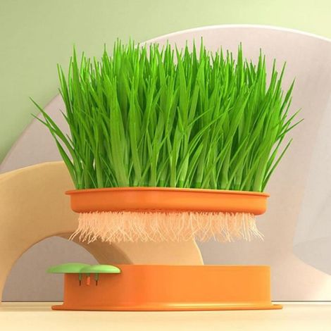 Jardinière - Catgrass - Système Hydroponique Sans Sol - Forme Carotte - Pour Intérieur Et Extérieur - 1 Pièce (1/4)