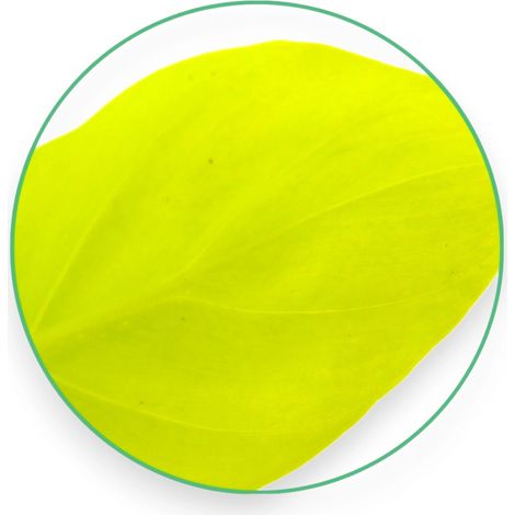Gardenaria Philodendron micans 'Lime' - Pianta da interno ornamentale - Altezza: 45 cm (vaso 15) (1/4)