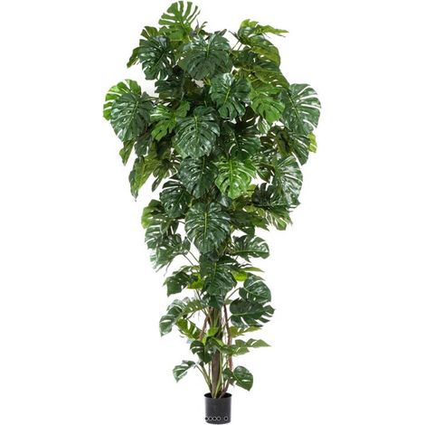 Superbe philodendron Monstera tropical haut 156 feuilles en pot H 280 cm top - dimhaut: H 280 cm - couleur: Vert été