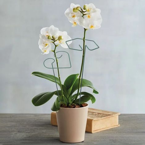 Support pour plantes grimpantes de jardin, en fil de fer rond, pour intérieur et extérieur. Tige de fixation. (1/5)