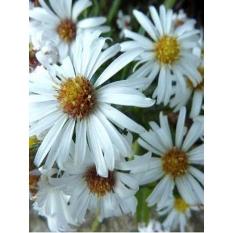 Aster nain 'Kristina' Godet de 8/9 cm (1/4)