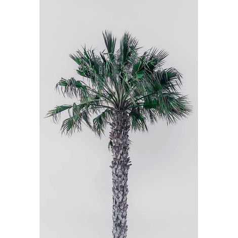 Tableau coconut palm Toile imprimée (1/5)