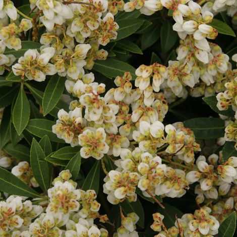 Andromède du Japon  - Pieris japonica 'Sarabande'  - 20-30 cm pot