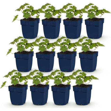 Géranium Vivace 'Rozanne' Couvre-sol Floraison Longue Bleu Cobalt Lot de 12 Plantes - PANGIVO (1/5)