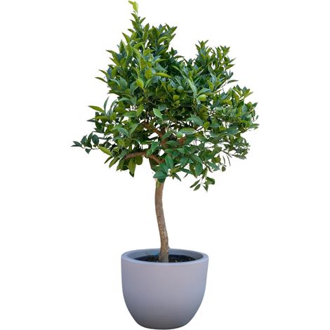 Oranger Méditerranéen Arbre Fruitier avec Fruits et Fleurs Parfumées - Hauteur 200 cm - Pot ø35 cm - PANGIVO (1/5)
