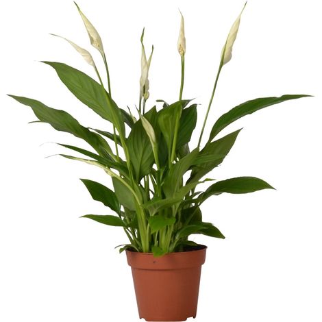 Spathiphyllum Bingo Cupido - Plante d'Intérieur Fleur de Lune - Pot Ø 12 cm - Hauteur 45 cm - PANGIVO (1/4)