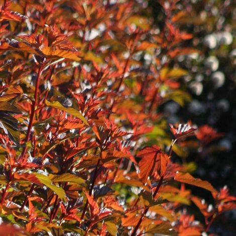 Physocarpus Diable d'Or® 'Mindia', Physocarpe/Pot de 4L - 40/60 cm (1/2)