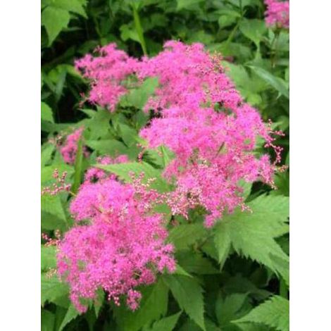 Reine des près, Filipendule pourpre 'Elegans' Godet de 8/9 cm