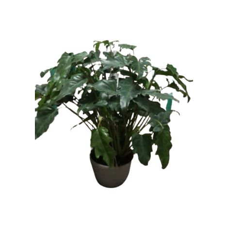 Philodendron xanadu