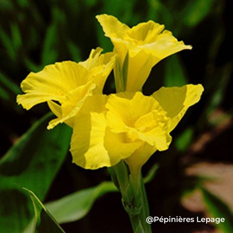 3 Balisiers panaché 'Mactro' ® Tropicana Gold (Canna 'Mactro' ® Tropicana Gold)