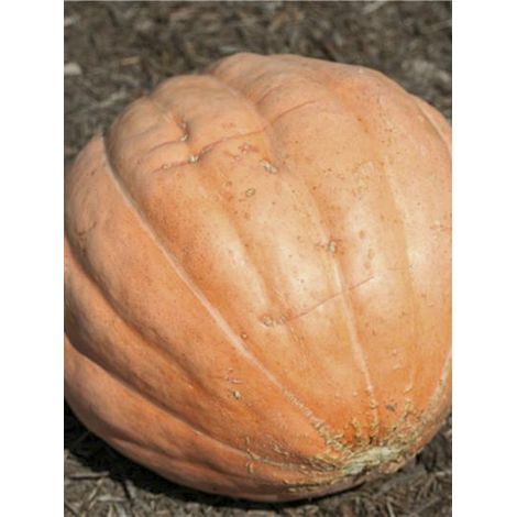Potiron 'Gargantua Atlantic Giant' le sachet de 10 graines (4g) (1/2)