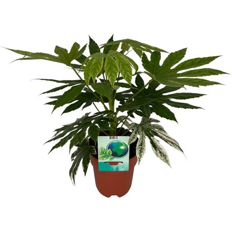 Fatsia Japonica Variegata Aralia du Japon Plante Verte Feuillage Panaché Pot Ø19 cm H60 cm - PANGIVO (1/4)