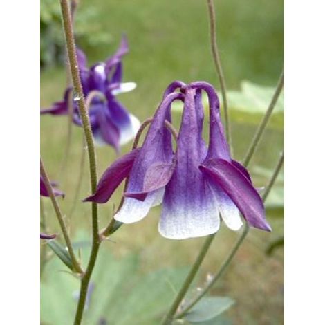 Ancolie des jardins Godet de 8/9 cm (1/5)