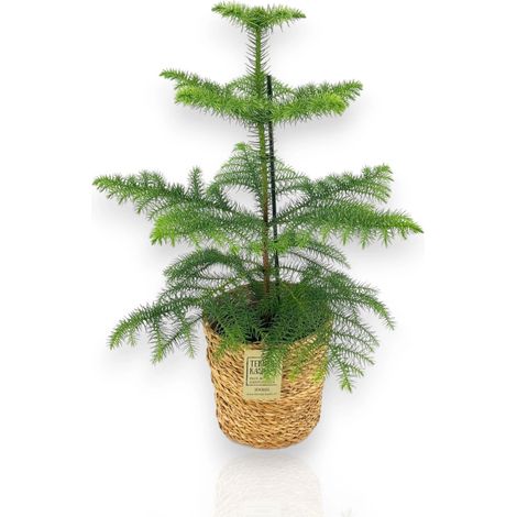 Gardenaria Araucaria - Pianta da interno ornamentale - Altezza: 100 cm (vaso 21)