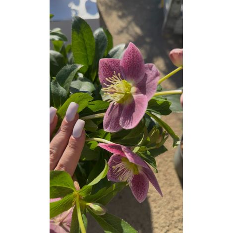 Elleboro orientale “Single” – Perenne elegante a fiore semplice per fioriture precoci (foto reali) - Colore: Viola