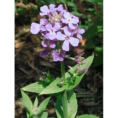 Julienne des jardins Godet de 8/9 cm (1/3)