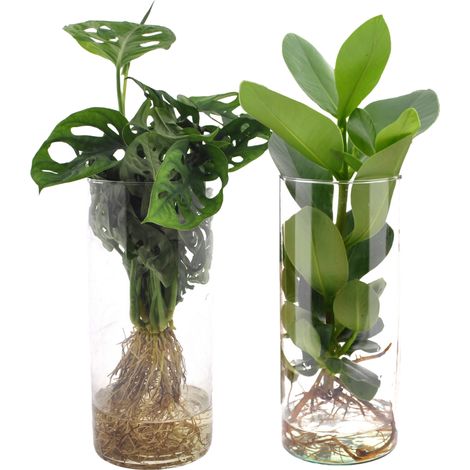 Duo de Plantes Vertes Hydroponiques Monstera et Clusia en Vase Cylindrique en Verre Ø 12 cm - PANGIVO