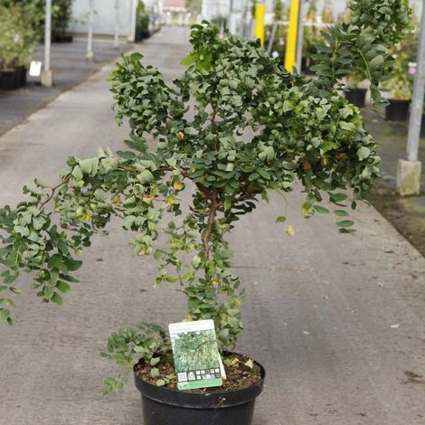 Robinier faux acacia 'Twisty Baby' Pot de 7,5L/10L