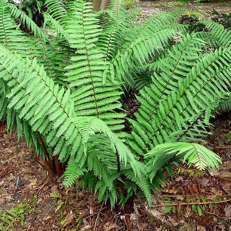 6x Nepalvaren - Dryopteris wallichiana - Pot 9x9cm (1/4)