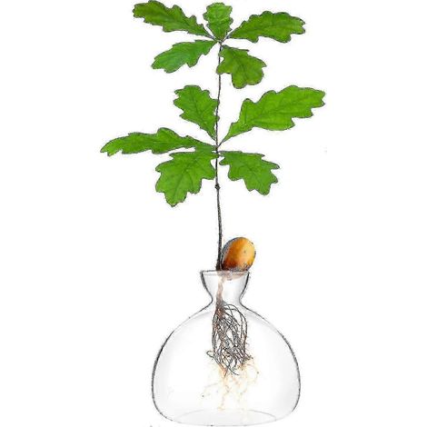 Kit de germination de glands : terrarium en verre pour la culture d'arbres à la maison (1/4)