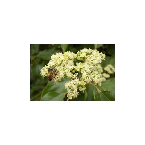 Vivaio Garden Forest – Arbre à miel Evodia Tetradium Danielli – Hauteur 80 cm – Hauteur adulte jusqu'à 20 mètres – Fleurs blanches parfumées de miel