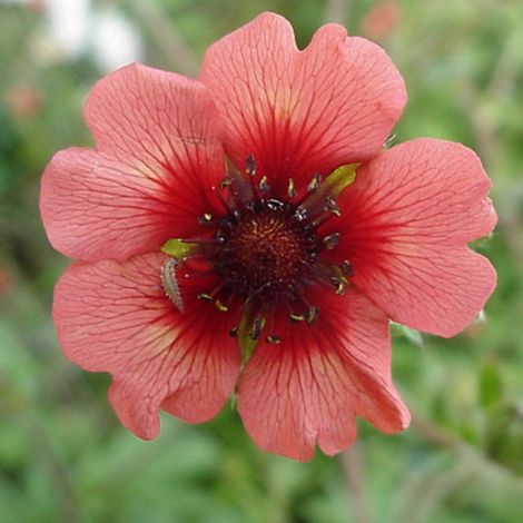 4 x Potentille vivace du Népal 'Miss Willmott' - godet 9x9 cm (1/4)