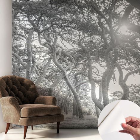 Carta da parati adesiva - fotomurale - facile da applicare - per la soggiorno - camera da letto - Foresta suggestiva 250x250 cm (1/5)