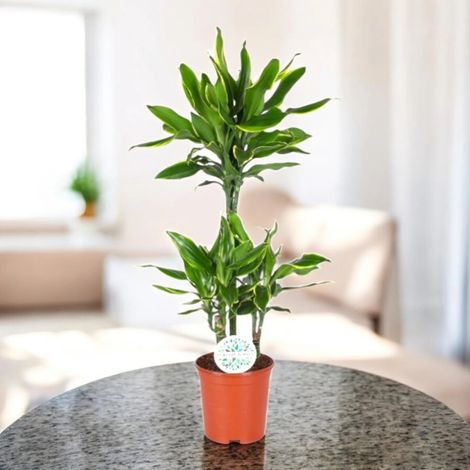 Gardenaria Dracaena fragrans 'Golden coast' - Pianta da interno ornamentale - Altezza: 110 cm (vaso 22) (1/5)