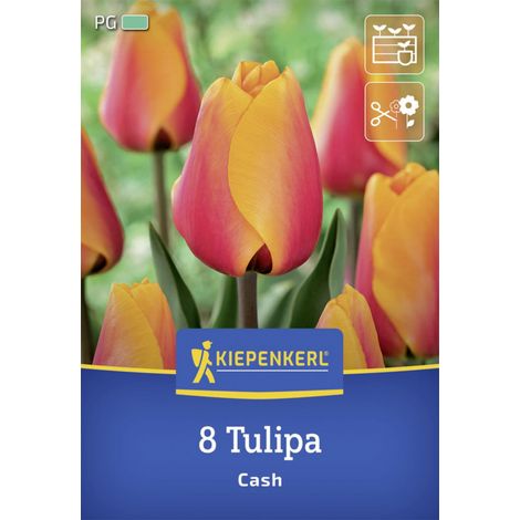 Kiepenkerl Herbstblumenzwiebel Darwin-Hybrid-Tulpe Cash 8 Stück (1/2)