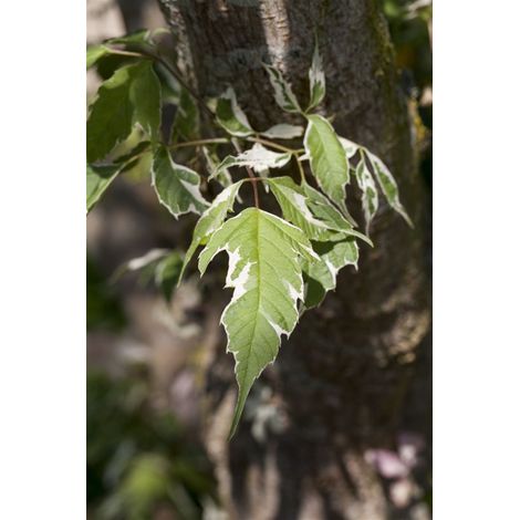 Silberbunter Eschenahorn 'Variegatum' Acer negundo 'Variegatum' mB 150- 175 (1/4)
