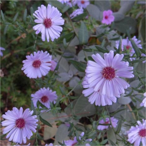 Aster grand d'automne Calliope/Lot de 9 godets