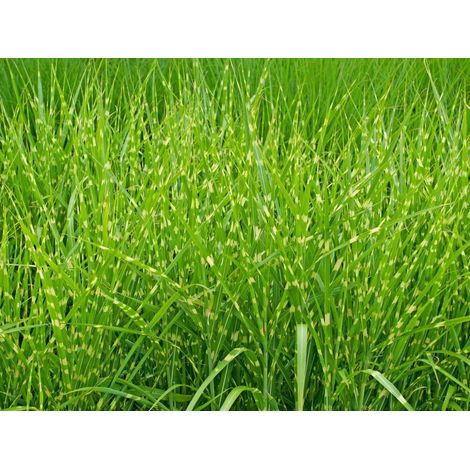 Gardenaria Miscanthus sinensis 'Strictus' - Graminacea ornamentale da esterno - Altezza: 60 cm  (vaso 17)