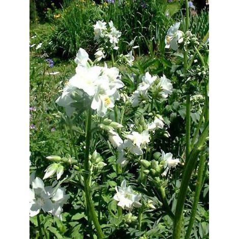 Polemonium caeruleum 'Album' Godet de 8/9 cm (1/3)