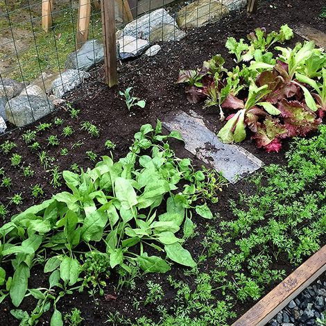 Gabarit de plantation carré pour espaceurs graines, outil semis légumes et plantes jardin (1/5)