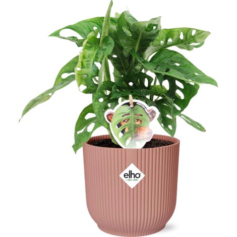 Monstera Monkey Leaf Plante d'Intérieur Dépolluante avec Pot 14 cm Rose - PANGIVO (1/5)