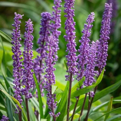 LIRIOPE BIG BLUE VASO 15CM
