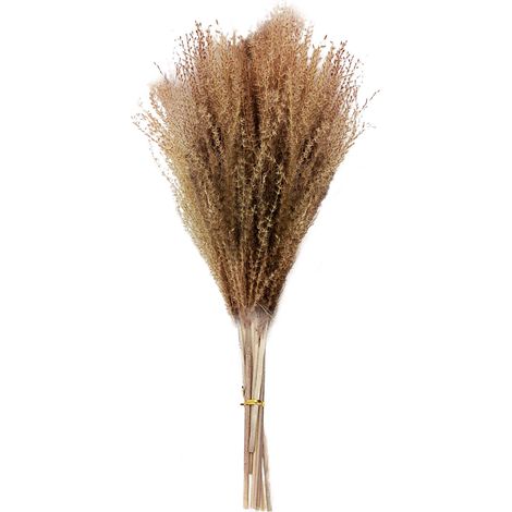 (Longueur 51 cm) (15 tiges de roseau dur de couleur naturelle) Fleurs de roseau séchées pour la décoration de mariage, décoration intérieure en roseau très populaire en ligne (1/3)