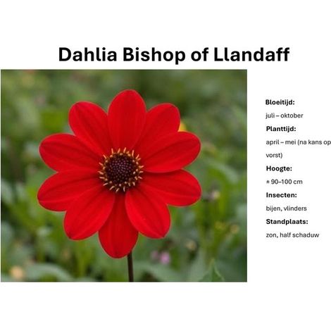 Tubercules de dahlia - Bishop of Llandaff - Dahlia rouge - 3 tubercules