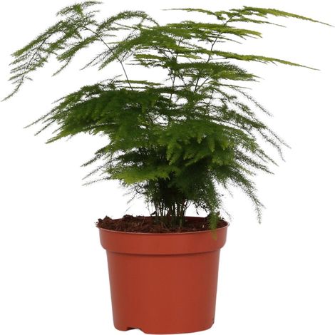 Asparagus Setaceus Plumosus - Plante Verte d'Intérieur - Pot Ø12 cm - Hauteur 35 cm - PANGIVO