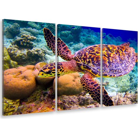Tableau triptyque Tableau photo tortue et fonds marins - 90x60 cm (1/5)