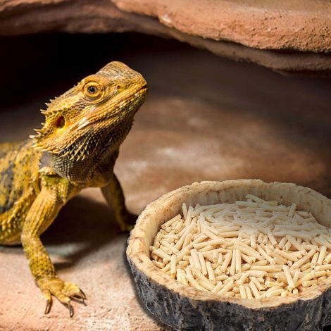 2-teiliges Set bestehend aus Wasser- und Futternäpfen für Reptilien. Diese neuen Näpfe eignen sich für Echsen, junge Bartagamen, kleine Schlangen usw. – Hergestellt aus Kunststoff. (1/5)