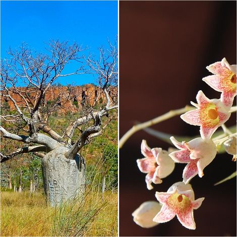 Semillas de �rbol Botella de Queensland. Brachychiton Rupestris. 10 Gramos
