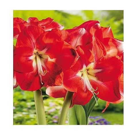 AMARYLLIS ROUGE VELOUTE  - LE BULBE