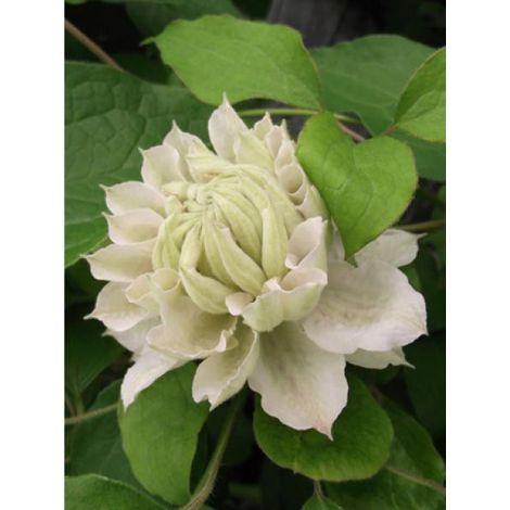 Clématite 'Dancing dorien®' Pot de 2L/3L