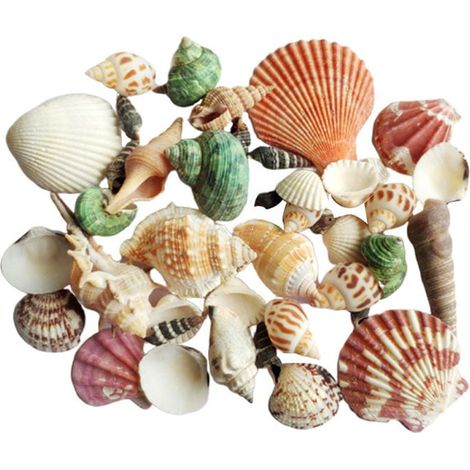Coquillage - Décor Naturel pour Aquarium et Aménagement Paysager - Lot de 250 g - Taille 2 à 5 cm (1/5)