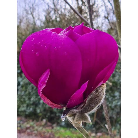 Magnolia 'Meganolia' Pot de 4L/5L (1/2)