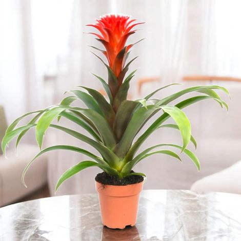 Gardenaria Guzmania 'Hope' - Pianta da interno ornamentale - Altezza: 45 cm (vaso 12) (1/5)