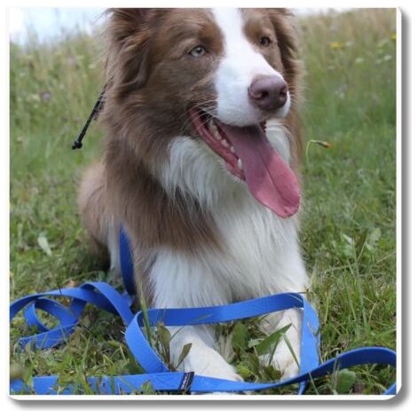 Guinzaglio Regolabile Impermeabile BLU - 5m, 86MM TWISTLOCK per Cani 15-80kg (1/4)