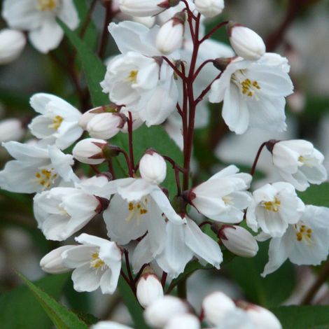 Deutzie magnifica, Deutzia/Pot de 4L - 40/60 cm